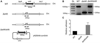 Role of Sortase A in Lactobacillus gasseri Kx110A1 Adhesion to Gastric Epithelial Cells and Competitive Exclusion of Helicobacter pylori